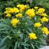 Coreopsis grandiflora ´Presto´