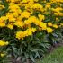 Coreopsis grandiflora ´Presto´