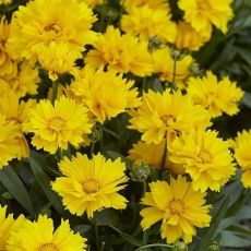 Coreopsis grandiflora ´Presto´