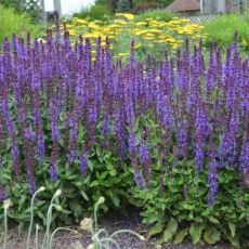 Salvia nemorosa ´New Dimension Blue´