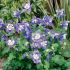 Aquilegia ´Spring Mix´