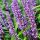 Liriope muscari