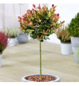 Photinia x fraseri ´Little Red Robin´ na kmienku