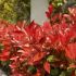 Photinia x fraseri ´Little Red Robin´ na kmienku