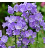 Campanula persicifolia ´Caerulea´