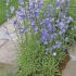 Campanula persicifolia ´Caerulea´