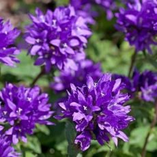 Campanula glomerata ´Joan Elliott´