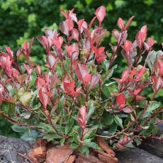 Photinia x fraseri ´Little Red Robin´