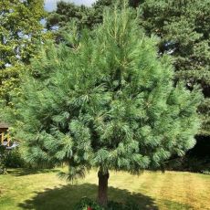 Pinus wallichiana