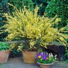 Cytisus x praecox