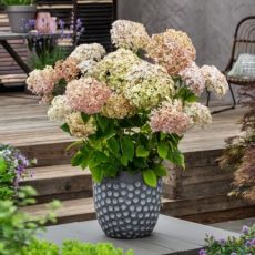 Hydrangea arborescens ´Candybelle Marshmallow´®