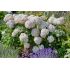 Hydrangea arborescens ´Candybelle Marshmallow´®