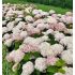 Hydrangea arborescens ´Candybelle Marshmallow´®