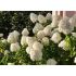 Hydrangea paniculata ´Little Spooky´ ®