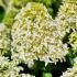 Hydrangea paniculata ´Skyfall´®