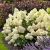 Hydrangea paniculata ´Skyfall´®