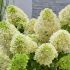 Hydrangea paniculata ´Skyfall´®