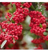 Pyracantha 'Mohave´