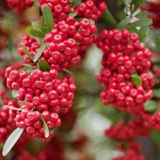 Pyracantha 'Mohave´