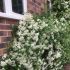 Pyracantha 'Teton'