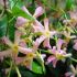 Trachelospermum jasminoides ´Star of Sicily´