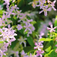 Trachelospermum jasminoides ´Star of Sicily´