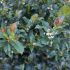 Ilex meserveae ´Blue Prince´