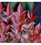 Nandina domestica ´Obsessed´®