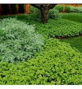 Pachysandra terminalis ´Green Carpet´