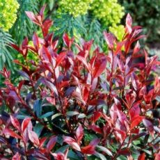 Photinia x frasseri 'Carré Rouge'