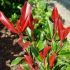 Photinia glabra Parsur 'Dynamo Red'®