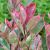 Photinia x fraseri ´Louise´®