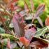 Photinia x fraseri ´Louise´®