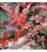 Photinia x  frasseri ´Magical Volcano´®