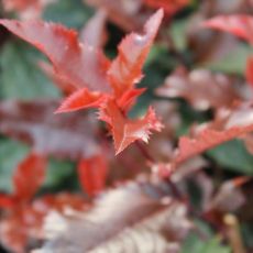 Photinia x  frasseri ´Magical Volcano´®