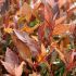 Photinia x  frasseri ´Magical Volcano´®