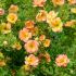 Potentilla fruticosa ´Double Punch ® Peach´