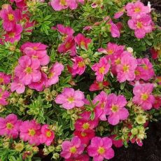 Potentilla fruticosa ´Bellissima´®