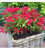 Weigela florida ´All Summer Red´®