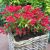 Weigela florida ´All Summer Red´®