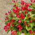 Weigela florida ´All Summer Red´®