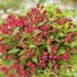 Weigela florida ´All Summer Red´®