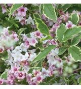 Weigela flor. ´Nana Variegata´®