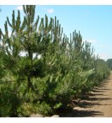 Pinus nigra ´Nigra´