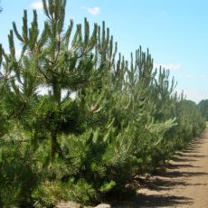 Pinus nigra ´Nigra´