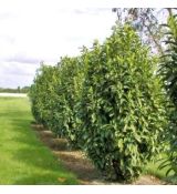 Prunus laurocerasus ´Genolia´®