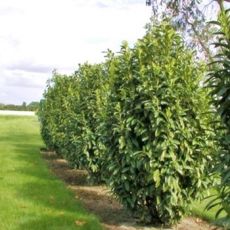 Prunus laurocerasus ´Genolia´®