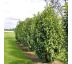 Prunus laurocerasus ´Genolia´® 9x9 / 0,5L