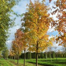 Acer saccharinum ´Pyramidale´