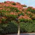 Albizia julibrissin ´Ombrella´®